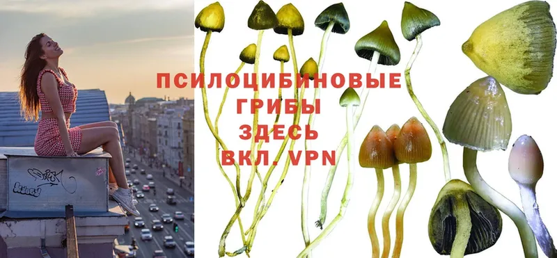 где продают   Копейск  Галлюциногенные грибы Psilocybe 